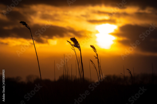 Fototapeta Naklejka Na Ścianę i Meble -  silhouette sunset in the midwest 