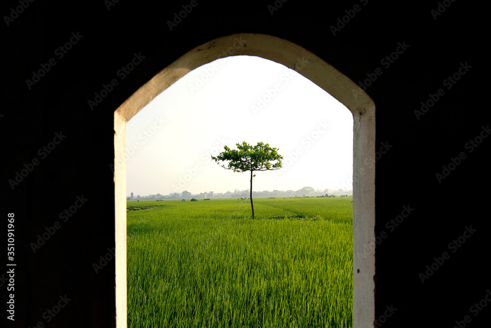A lonely green tree in the middle of a field in a rural area in Vietnam. This is public area where farmers and worker could stay and relax after working hours.