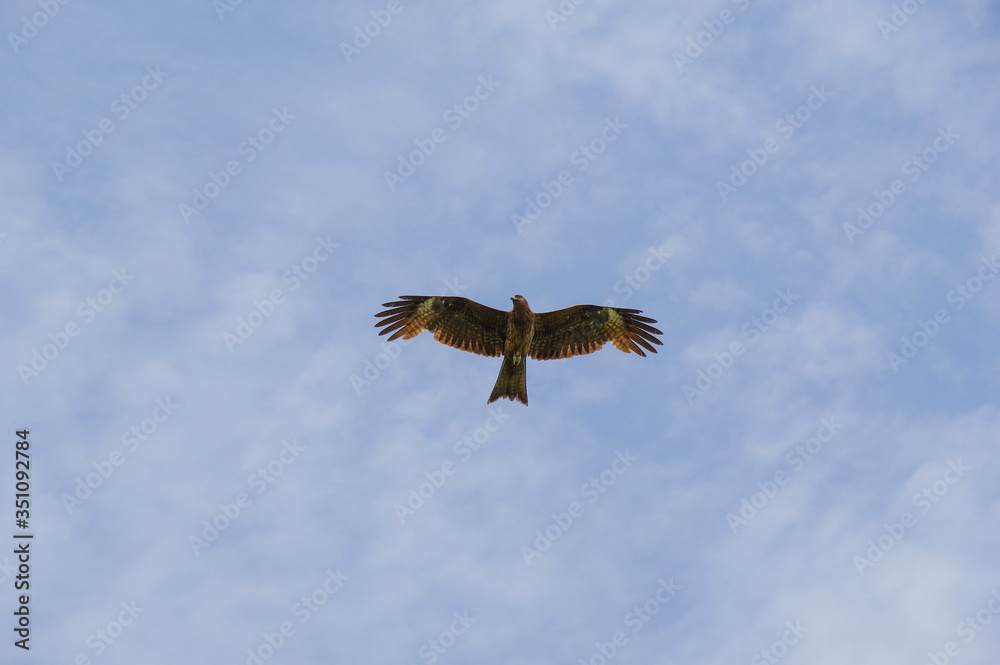 Fototapeta premium 空を滑空するトンビ