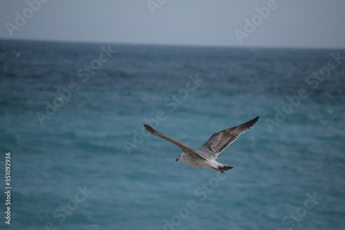 Bird flight in the sea, Cote d'Azur, Nice © Jonathan