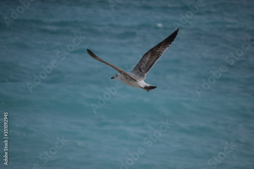 Bird flight in the sea, Cote d'Azur, Nice