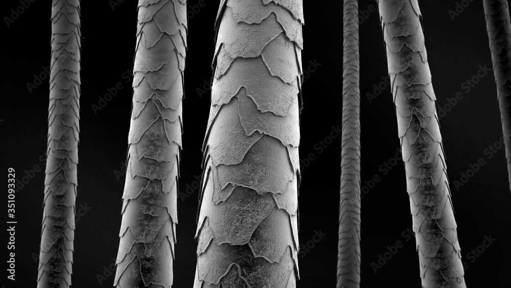 Hair microscope scan. Inside damaged strands of hair. Microscopic hair