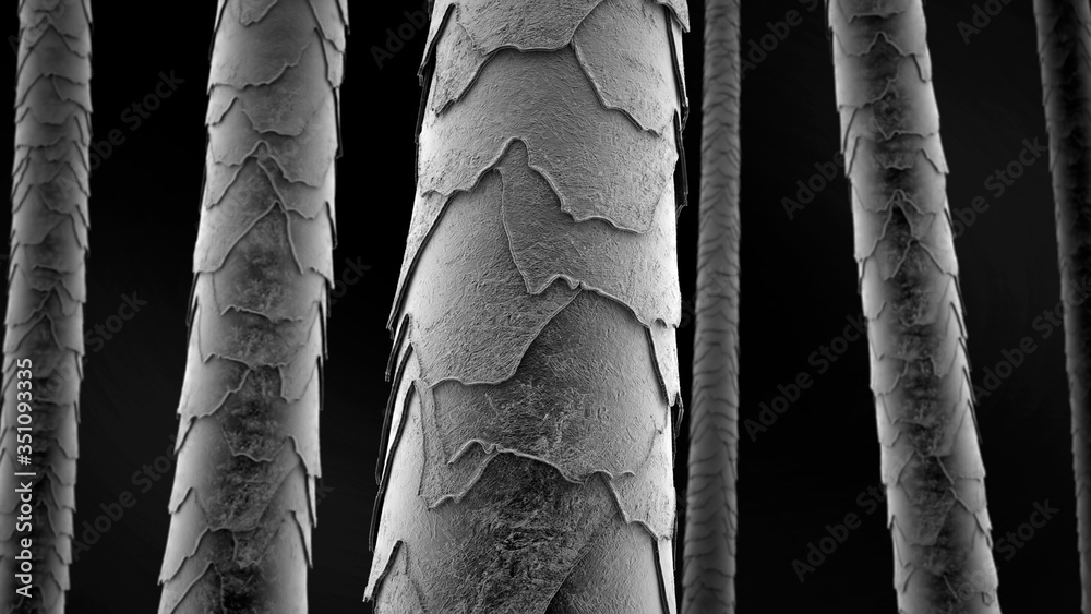 Human Hair Under Microscope 3d Illustration Stock Illustration 1322000588   Shutterstock