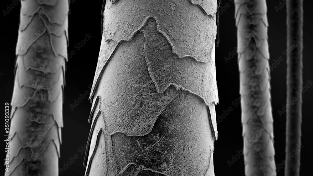 Hair microscope scan. Inside damaged strands of hair. Microscopic hair