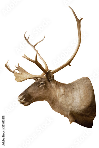 A caribou head and shoulders mount isolated on white