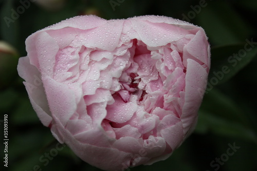 Pink Petals and Raindrops 2020 7B photo