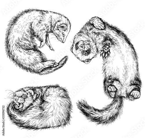 Drawing of ferret, vector illustration isolated on white