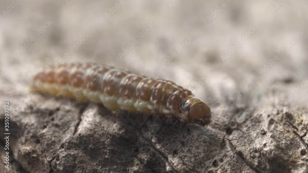 Tortricodes Alternella moth caterpillar larva resting on tree bark, macro closeup Tortricodes Alternella moth caterpillar larva resting on tree bark, macro closeup