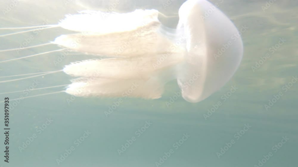 Closeup Of Jellyfish Swimming Near The Ocean Surface. Closeup Of Jellyfish Swimming Near The Ocean Surface.