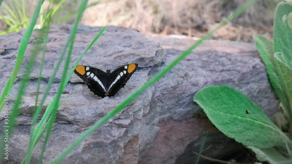 A static shot of a butterfly perched on a large rock with wings gently fluttering in the breeze. Grass in foreground and background. Butterfly wings are black and white with orange, colorful tips. A static shot of a butterfly perched on a large rock with wings gently fluttering in the breeze. Grass in foreground and background. Butterfly wings are black and white with orange, colorful tips.