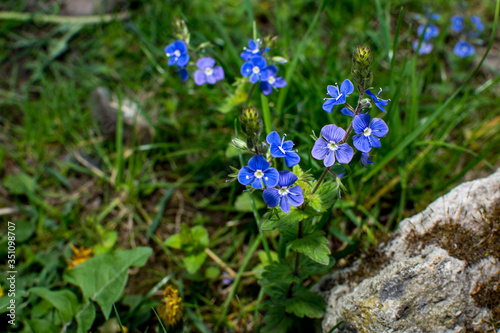 Veronica chamaedrys - blue blossoms Bird's-eye speedwell, Veronica chamaedrys. photo