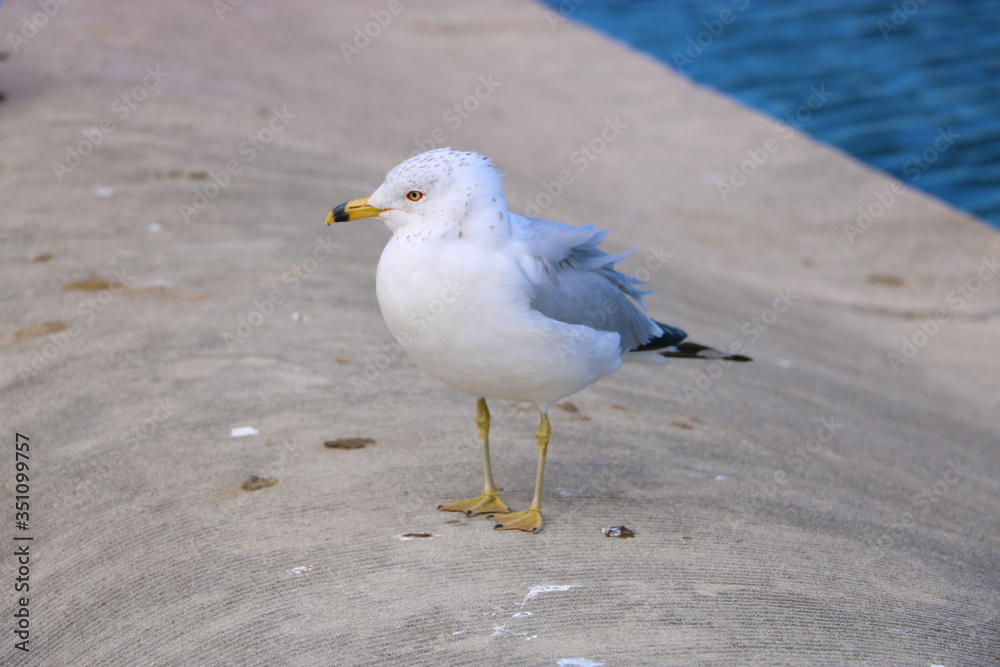 Obraz premium Seagull by the water