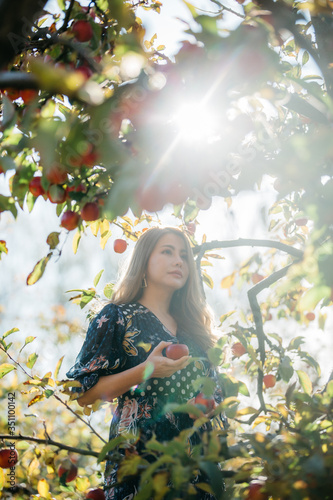 Beautiful asian woman in blue dress picking and smelling red apples in an orchard at Christchruch, New Zealand.