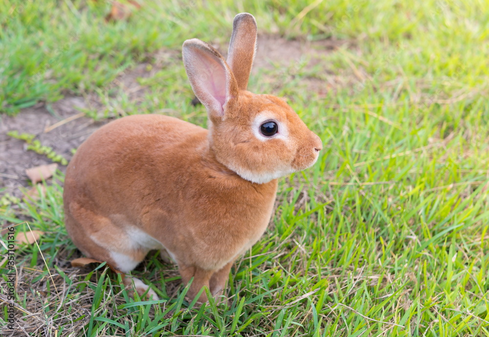 Fototapeta premium little brown rabbit
