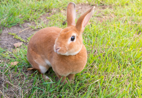 little brown rabbit © joe