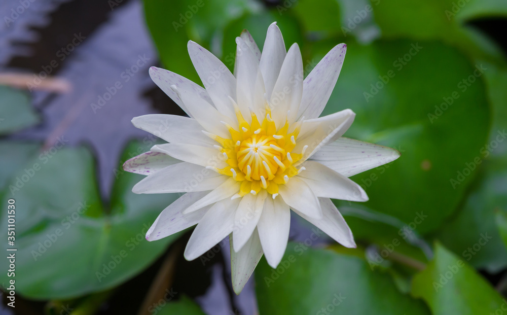 blossom lotus flower;soft focus blossom lotus flower;soft focus