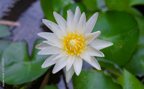 blossom lotus flower;soft focus