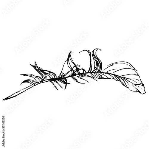 Isolated vector illustration. Raven's feather. Birds's quill. Hand drawn linear doodle sketch. Black silhouette on white background.