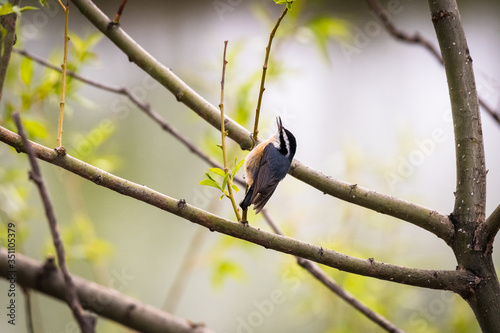 Red-Breasted Nuthatch on a branch at Mud Lake in Idaho