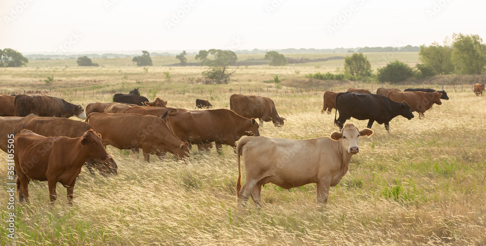 Cows in soft early morning back light in pasture grass on the beef cattle ranch Cows in soft early morning back light in pasture grass on the beef cattle ranch