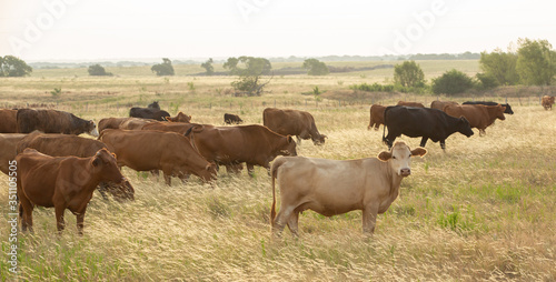 Billede på lærred Cows in soft early morning back light in pasture grass on the beef cattle ranch