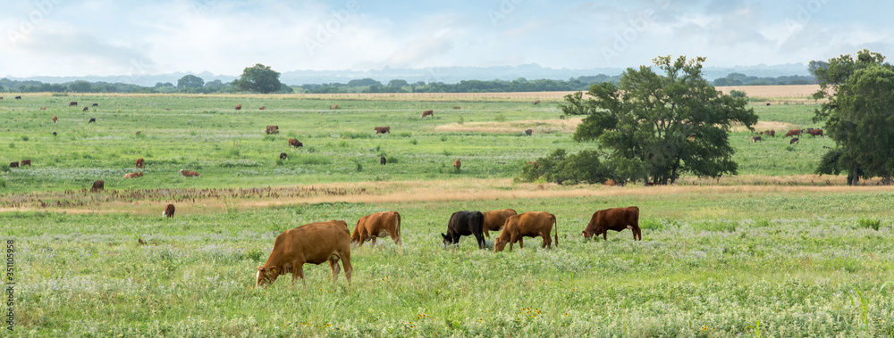 Naklejka Cattle grazing on the ranch in soft morning light