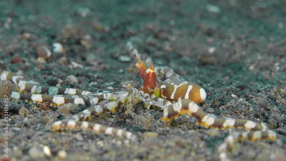 Small mimic octopus close up. Small octopus walks and hides at the