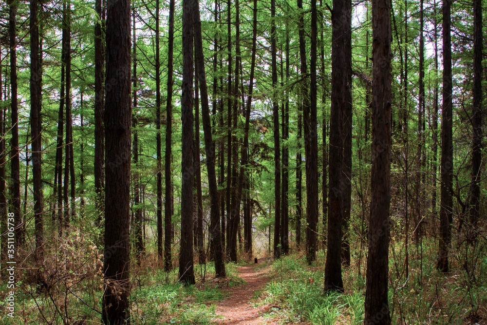 Naklejka premium footpath in the forest in Spring