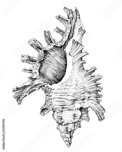 Hand drawn illustration of seashell isolated on white background