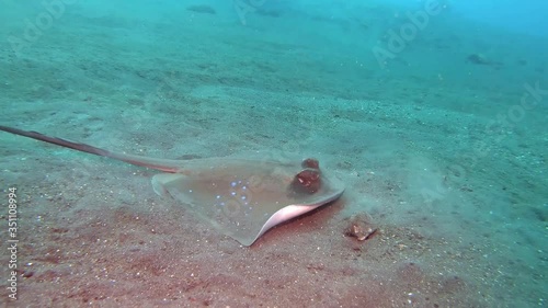 Bluespotted Ribbontail stingray (Taeniura lymma) feeding at sandy bottom close-up photo