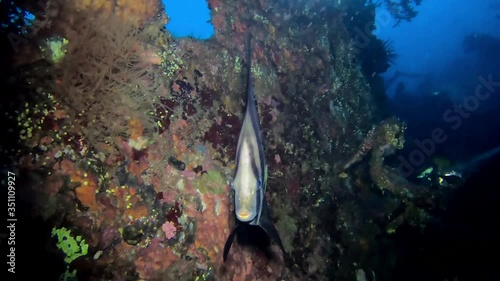 Beautiful tripical batfish. A Longfin spadefish (Platax) lonely floats along the reef at night. photo