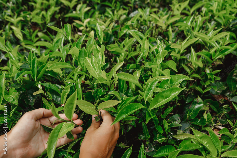 Hands picking the tea,Hand pick tea leaves in Sri Lanka. Women Hand finger picking up tea leaves at a tea plantation for product , Natural selected , Fresh tea leaves in tea farm