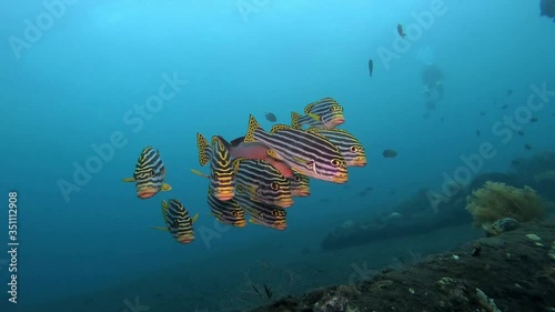 A flock of beautiful coral fish Plectorhinchus diagrammus - yellow striped sweetlip under coral polyp at the bottom of the sea in crystal clear water photo