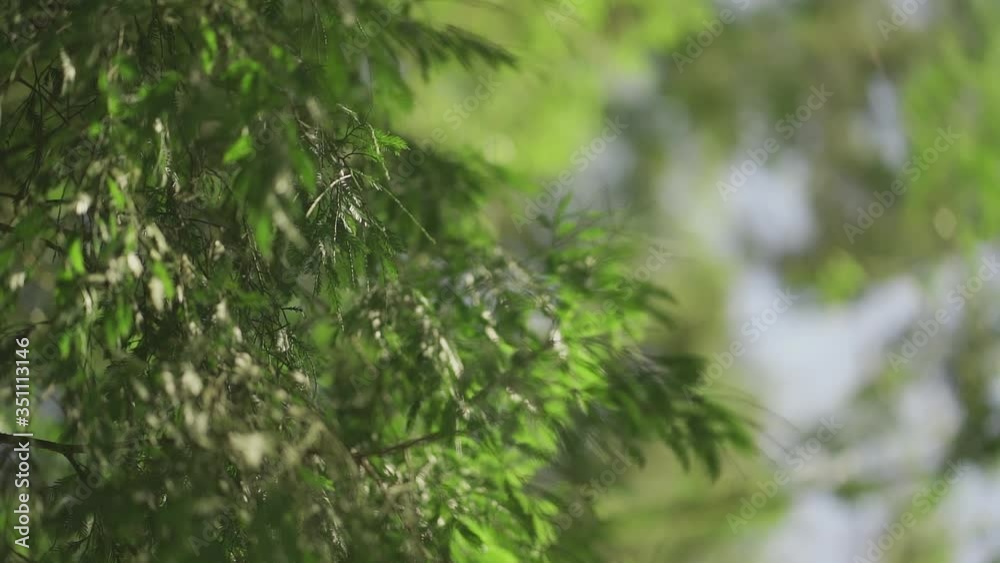 Rack focus of tree leaves in the afternoon (slow motion 120fps) Rack focus of tree leaves in the afternoon (slow motion 120fps)