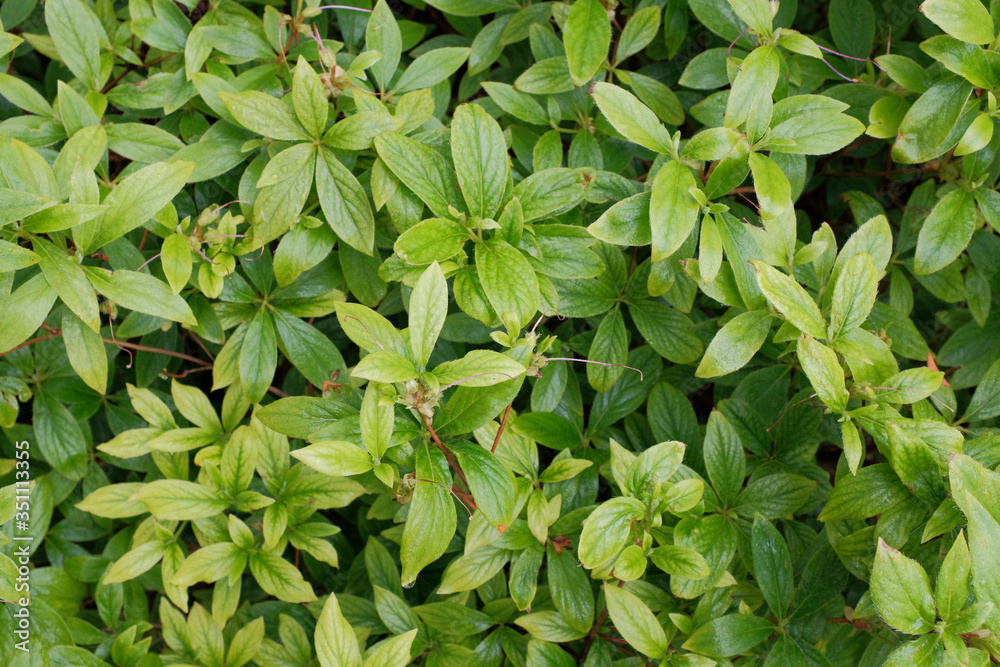 Detail shot of leaves of decorative bushes