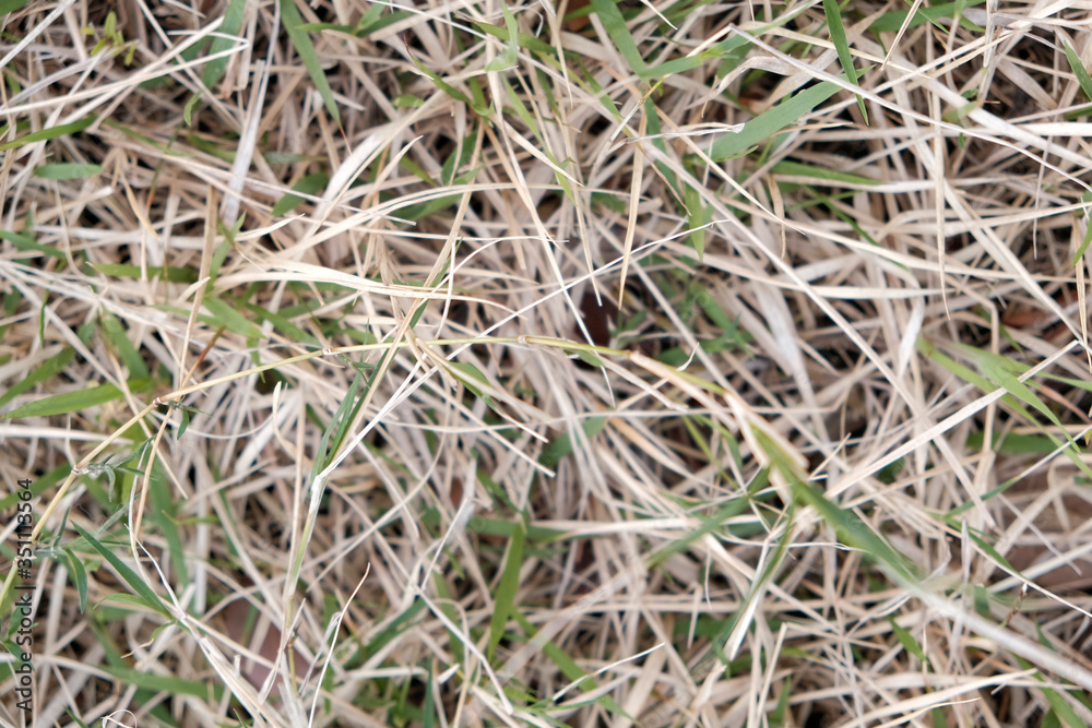 Detail shot of dead grass texture Detail shot of dead grass texture