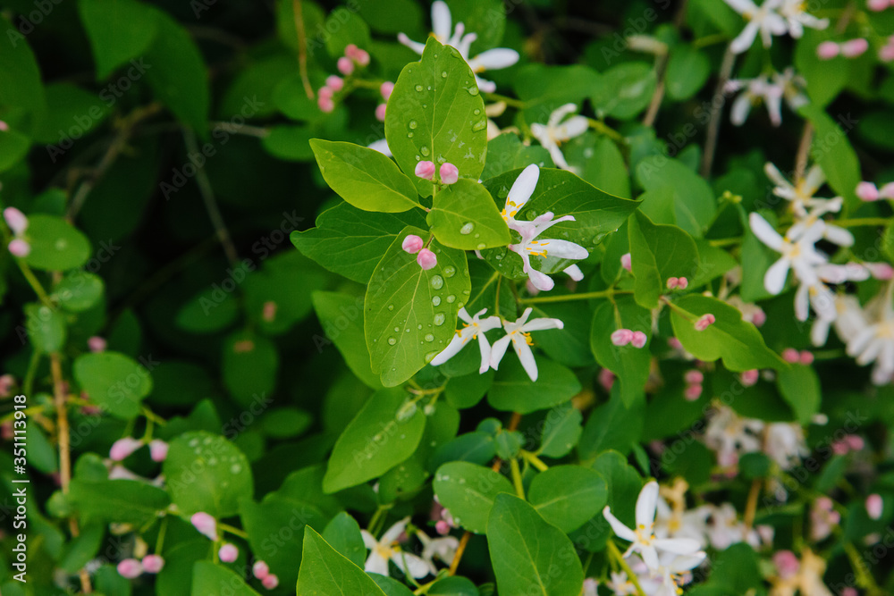 Pink flowers. Spring flowering berries. Dew on the leaves Pink flowers. Spring flowering berries. Dew on the leaves