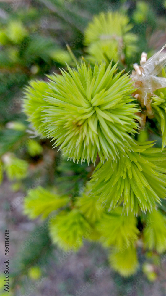 pine tree branch pine tree branch