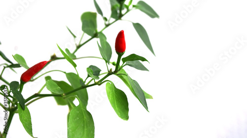 Fototapeta Naklejka Na Ścianę i Meble -  decorative miniature hot pepper on a bloom background.