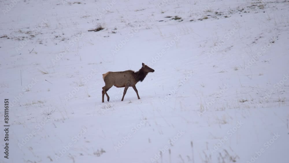 Elks walking in snow covered field Elks walking in snow covered field