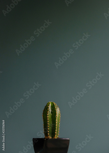 Minimalism cactus in a black pot