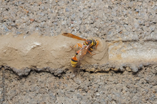 a Yellow Mud Dauber take the mud making the nest on brick wall. photo