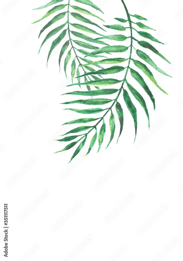 Watercolors, a leaf of a palm tree, a fern, a branch, wild grasses. green on white watercolor hand drawn illustration. Splash of paint. blue tropical palm leaf. watercolor card, postcard, invitation Watercolors, a leaf of a palm tree, a fern, a branch, wild grasses. green on white watercolor hand drawn illustration. Splash of paint. blue tropical palm leaf. watercolor card, postcard, invitation