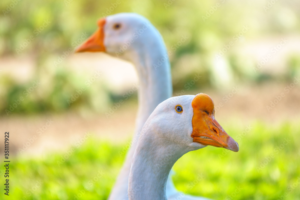 Portrait of two white geese on a bright sunny background. Portrait of two white geese on a bright sunny background.