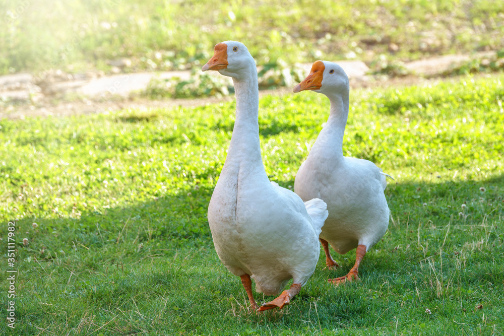 Two white big geese peacefully walking together in green grassy lawn on bright sunny day. Domestic goose, greylag goose or white goose, Anser cygnoides domesticus. Two white big geese peacefully walking together in green grassy lawn on bright sunny day. Domestic goose, greylag goose or white goose, Anser cygnoides domesticus.