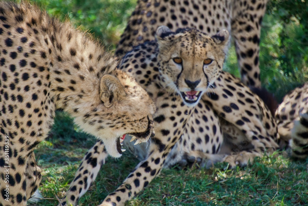 Cheetahs about to pounce on their prey Cheetahs about to pounce on their prey