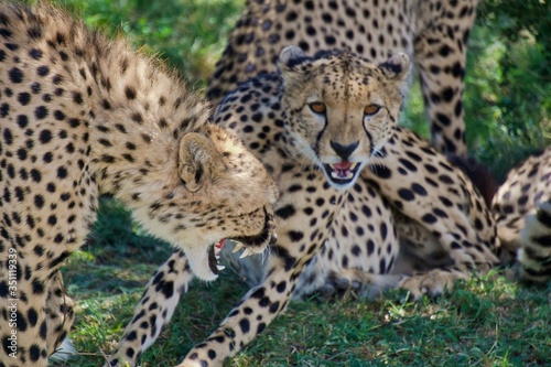 Cheetahs about to pounce on their prey