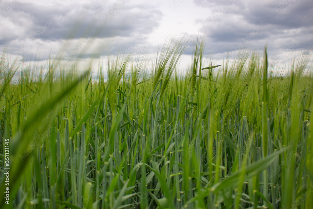 Spikelets of barley or wheat on a background of cloudy sky Spikelets of barley or wheat on a background of cloudy sky