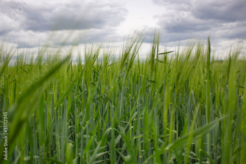Spikelets of barley or wheat on a background of cloudy sky