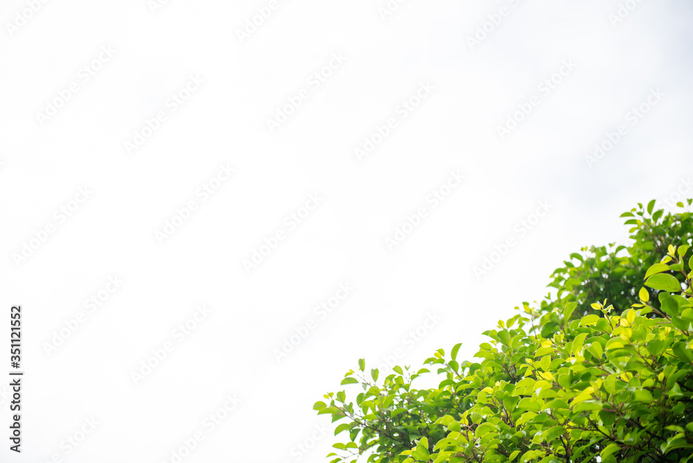 新緑の葉のフレーム
